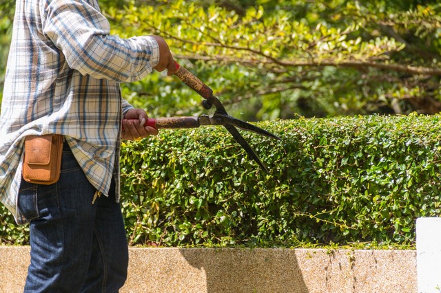 Garden Maintenance Stamford Hill, Stoke Newington, N16